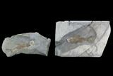 Fossil Fish (Wendyichthys?) Plate with Pos/Neg - Montana #97802-2